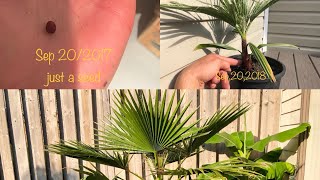 Growing Washingtonia robusta from seed to 4 years time lapse [upl. by Noella]