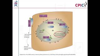 CPIC guideline for Abacavir and HLAB [upl. by Yate]