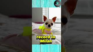 WORLD SMALLEST DOG ALIVE WORLD RECORD [upl. by Atteuqal]