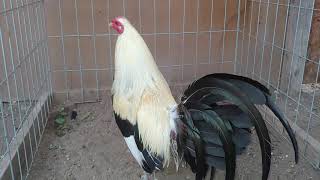 Un gallo Giro Regular grey de los mas caros que se han comprado The bests Rooster Regular Grey [upl. by Milicent454]