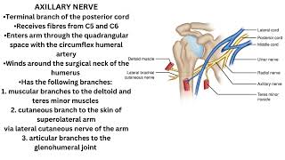 Axillary Nerve [upl. by Nelehyram483]