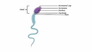 Structure of Sperm Cell [upl. by Pernell]