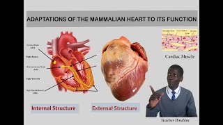 Lesson 64 Adaptations of the mammalian heart to its function [upl. by Hteazile]