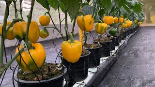 Awesome Greenhouse BELL PEPPER Farming in Tagaytay Philippines [upl. by Roz297]