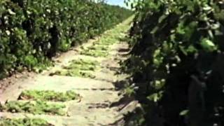 Video Raisin Growing and Harvesting  How It Works [upl. by Eeresid589]