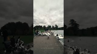 🦢🦢🦢🦆🦆🦆🤗📍Kensington GardenLondon 🇬🇧💘 london  A Digital Escape [upl. by Taddeusz]