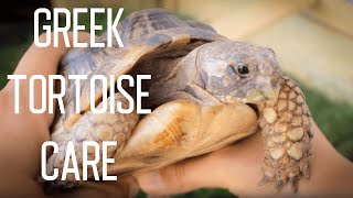 Greek Tortoise Care [upl. by Trebreh]