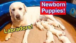 Newborn Labrador Retriever Puppies [upl. by Yesima]