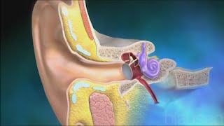 Utricle and Saccule balance and equillibrium [upl. by Massimiliano]