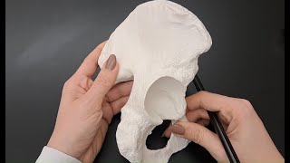 Anatomy of Hip Bone in under 2 minutes [upl. by Ribal]