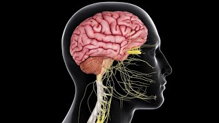 Physiology  CNS  lecture 7  ThalamushypothalamusLimbic systemSleep amp EEG 1052018 [upl. by Anilatac707]