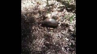 How to catch an armadillo the easy way [upl. by Dearborn]