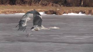 Great Blue Herons fight  Sea Gull got her fish back [upl. by Ronni]