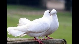 CUTE WHITE DOVES H D [upl. by Zusman]