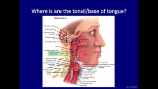 What is HPVrelated head and neck cancer [upl. by Lenoyl]