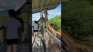 Baluarte Zoo Vigan  Ilocos Sur [upl. by Erdne]