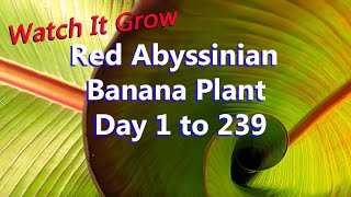 3 Inch to 3 Foot Leaves in 8 Months  Red Abyssinian Banana Plant  Prettiest Banana Ensete Maurelii [upl. by Goulden365]