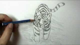 How to draw a tiger [upl. by Bonnell]