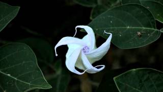 Datura Inoxia Blooming Time Lapse [upl. by Abbey]