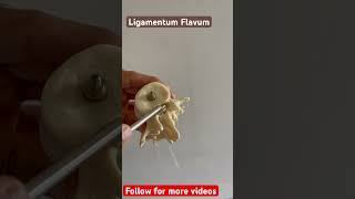 Ligamentum Flavum viral youtubeshorts anatomy viralvideos physiotherapy [upl. by Kopp935]