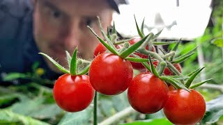 RESULTS — Hydroponic tomatoes How to grow tomatoes foreverish Or for a really long time [upl. by Fradin]