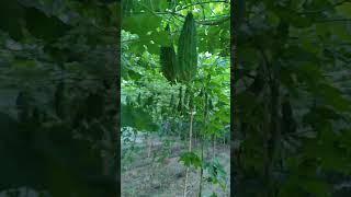 Good fruit setting in Bitterguard farming biharagriculture garden kitchen kitchengarden [upl. by Japheth]