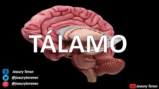 TÁLAMO Conformación Núcleos y sus Funciones [upl. by Woo2]