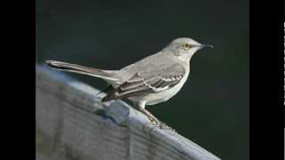 Northern mockingbird Mimus polyglottos — night singing [upl. by Napas]