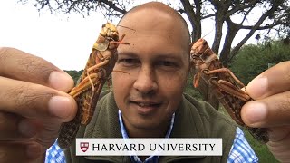 Locusts in East Africa Explained [upl. by Einej]