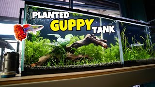 Building a PLANTED GUPPY AQUARIUM Planted Guppy Tank for Beginners [upl. by Zysk]