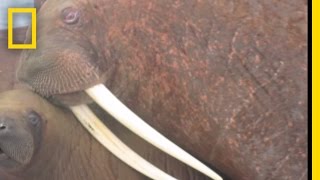 Walruses Swarm Beaches as Ice Melts  National Geographic [upl. by Tumer]