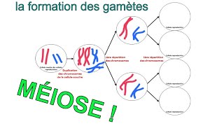 Les secrets de la formation des gamètes ou méiose [upl. by Emanuel694]