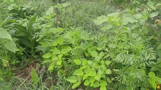 Permaculture understory cheap plants [upl. by Haon721]