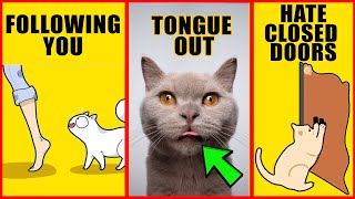 8 Odd Cat Behaviors Explained [upl. by Aztiley]