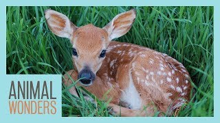 What To Do If You Find A Baby Deer [upl. by Palumbo]