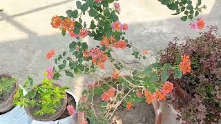 Beautiful Lantana plant how to grow and care Lantana plant [upl. by Jeth30]