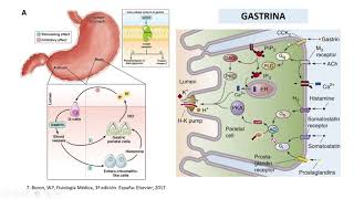 Principales hormonas gastrointestinales – SOCIEM UPAO [upl. by Cesare]