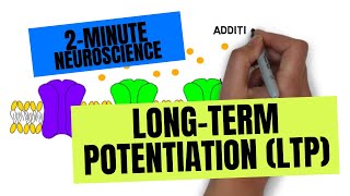 2Minute Neuroscience LongTerm Potentiation LTP [upl. by Nnazus]