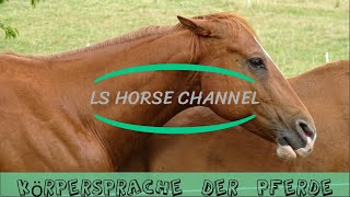 Pferdewissen  Körpersprache  Pferdesprache  Lehrvideo Pferd [upl. by Brockie882]