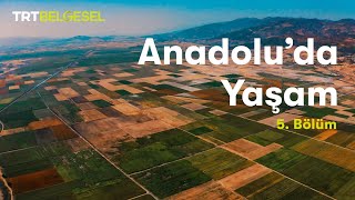 Anadoluda Yaşam  Ova  TRT Belgesel [upl. by Eetsirk]