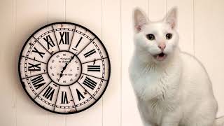 Cats singing Hickory Dickory Dock [upl. by Anek62]