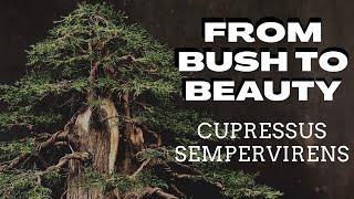 From Bush to BeautyCupressus Sempervirens [upl. by Clough]