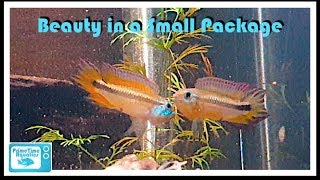 Apistogramma mendezi Breeding and Care [upl. by Viridis]