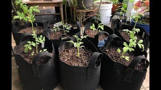 Growing Tomatoes In Grow Bags  My Process For Transplanting Into Fabric Pots [upl. by Ahsieyt54]