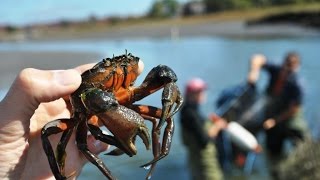 Wells Reserve 2014 Damariscotta crab trap time lapse [upl. by Clausen]