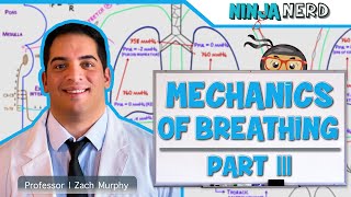 Respiratory  Mechanics of Breathing Expiration  Part 3 [upl. by Lehcnom98]