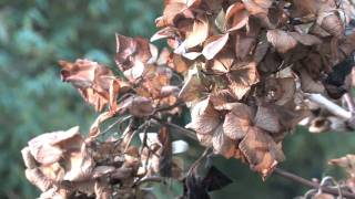 Pruning Hydrangea Macrophylla [upl. by Zeiler]