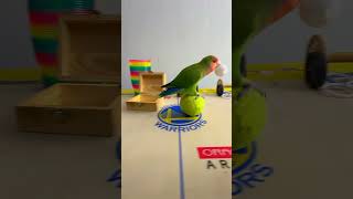 Bird Training  Smart lovebird Parrot  Smart Little Cute Parrot training smartparrot cute [upl. by Onnem]