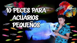 Top 10 PECES PARA ACUARIOS PEQUEÑOS 🐠  Entre 20 y 60 litros  AcuariosLP [upl. by Ilak]