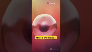 Meiosis and mitosis different cellthebasicunitoflife facts [upl. by Ephraim]